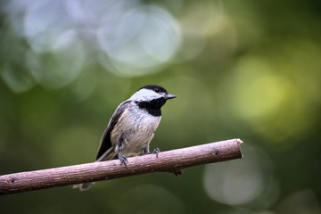 Small Bird on a limb
