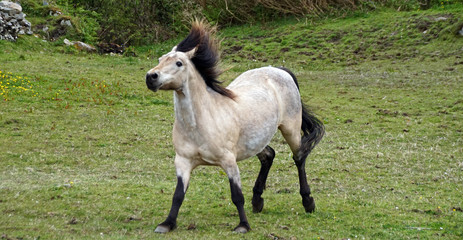 Connemara Pony mit Iro