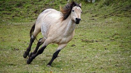 Obraz premium Galopper des Jahres 2