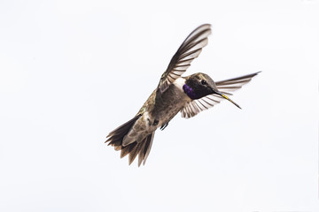Black-Chinned Hummingbird (Archilochus Alexandria) in Flight