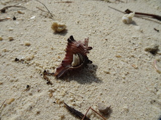 A small crab climbed into a beautiful shell