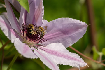 Bees collect pollen and nectar on flowers