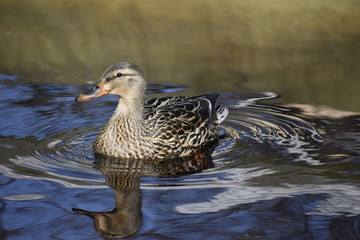 Mallard Ducks in Pool