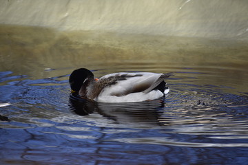 Mallard cleaning
