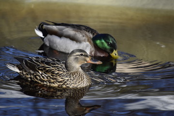 Mallard Ducks in Pool