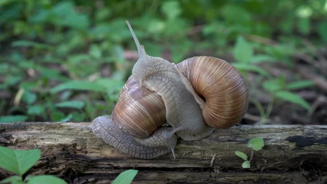 Two brown snails, Helix pomatia, crawl on each other on a log on a green background. Close up. Macro. Side view. High detail. 4K, 25 fps