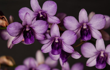 Naklejka na ściany i meble flower, purple, nature, plant, orchid,