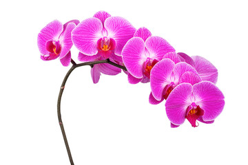 Fototapeta na wymiar Branch purple Orchid
