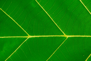 closeup Leaf texture background