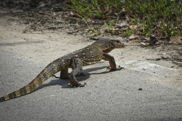 A large lizard crosses the road
