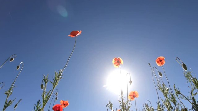 Blumenwiese von unten Richtung Himmel im Panorama, Schwenk, Naturerlebnis, Bayerrn, 4K