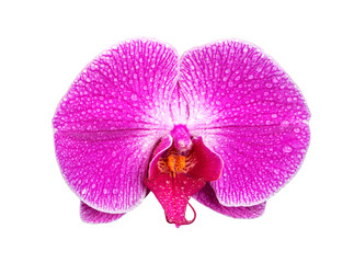 Naklejka na ściany i meble Orchid flower isolated