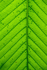 closeup Leaf texture background