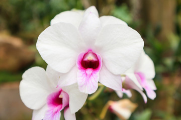 Fototapeta na wymiar Fresh natural Orchids flower close up at the garden