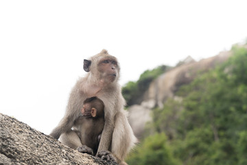 Baby monkey hugging her mother monkey.