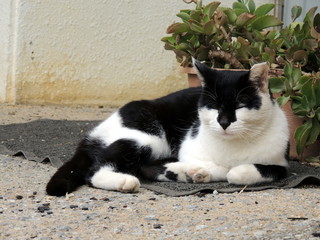 沖縄の野良猫