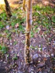 Gespinnstmotte Raupenplage