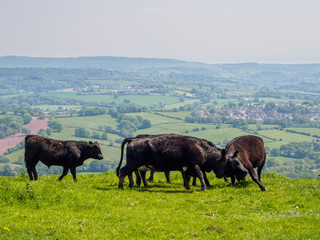 Fototapeta premium Two Black Cows fighting via their heads in a field in Pontypool, South Wales