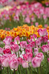Tulip Flower background

