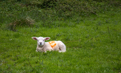 Tagged lamb lying down in a field