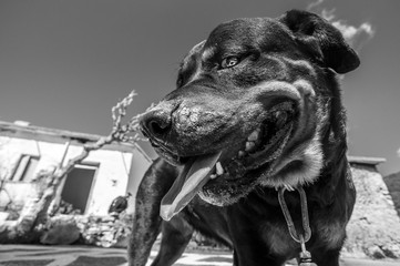 Obraz premium Cute Puppies 