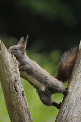 Scoiattolo rosso (Sciurus vulgaris)