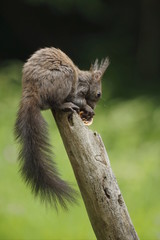 Scoiattolo rosso (Sciurus vulgaris)