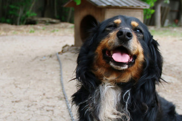 the funny dog with the tongue out