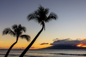 Palm Trees Silhouetted in a Scenic Maui Sunset