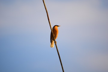 bird