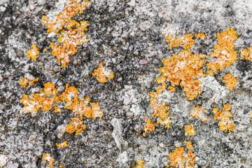 Wall with moisture and fungi