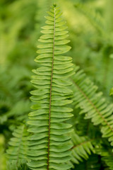 green buds in spring