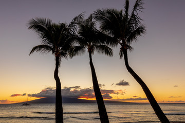 Palm Trees Silhouetted in a Scenic Maui Sunset