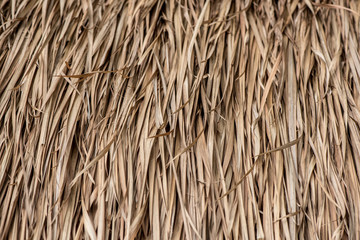 Dry palm Leaf texture background made from Roof 