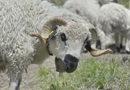 portrait of  beautiful ram with its horns twisted in a herd