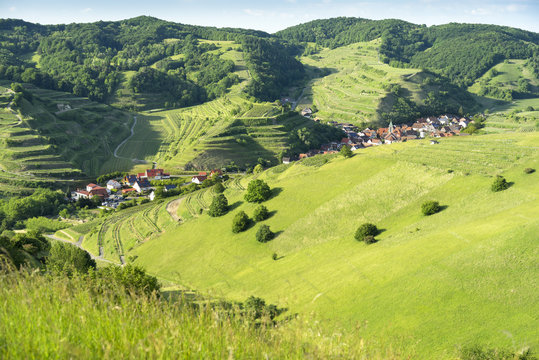 Schelingen im Kaiserstuhl