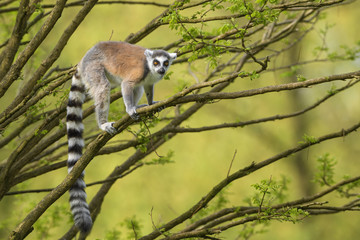 Ring-tailed Lemur - Lemur catta, beautiful lemur from Southern Madagascar forests. © David
