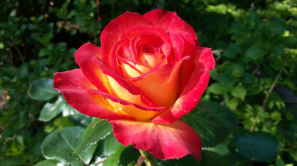 Red Yellow Rose