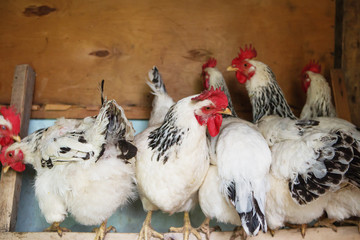 chickens in the coop. Hen in a farmyard. roosters and hens