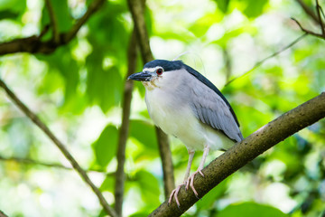 Obraz premium Bird in the zoo
