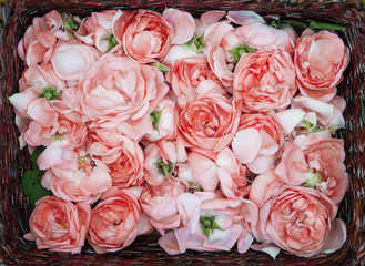 Rose oil production. Industrial Cultivation of Oil Bearing Rose