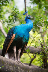 Peacock in the bird park