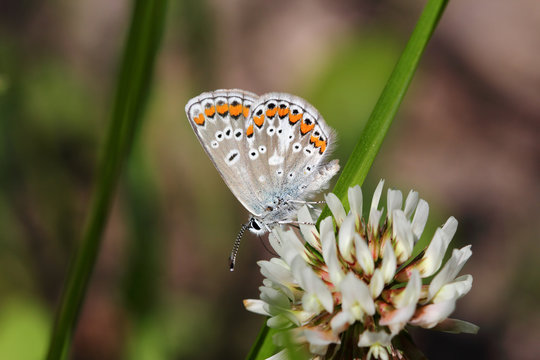 Blue lycaenidae butterfly on the meadow wildflower