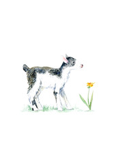 Goatling and flower on the grass.Farm animals.Watercolor hand drawn illustration.White background.