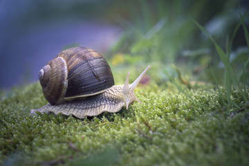 Escargot de Bourgogne 