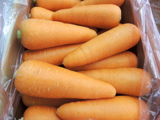 Carrots  grown in Okinawa,Japan