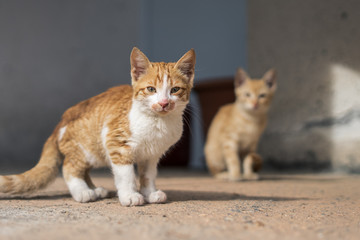 Obraz premium Cat cute pet