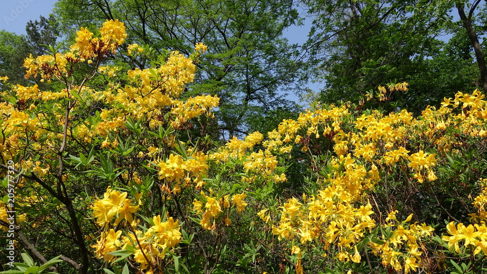 Wall mural rhododendron yellow spring in the park against the background of tall green trees and blue sky. rhod