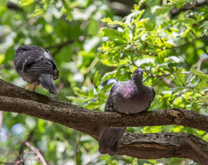Wood pigeon Columba palumbus perched on log with blurred green background