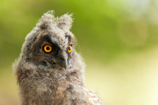 portrait of a young long-eared owl (Asio otus). Close Up.